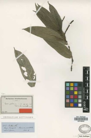 Piper politum C.DC.