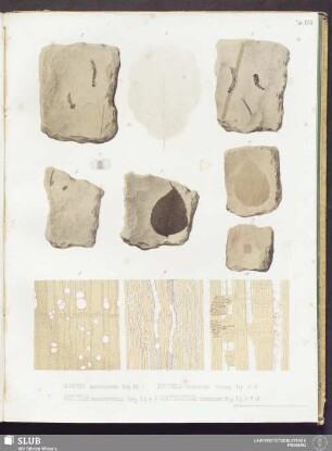 Tab: XXXIV