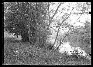 Blick durch Bäume auf Fluss (evtl. Tauber)