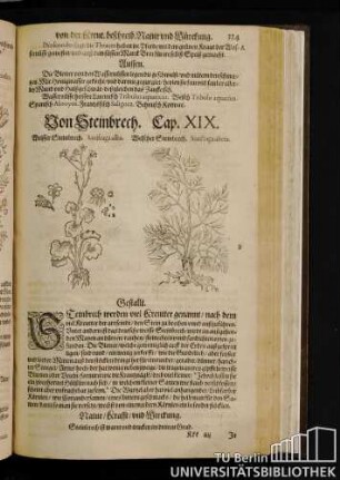 Cap. XIX. Von Steinbrech.