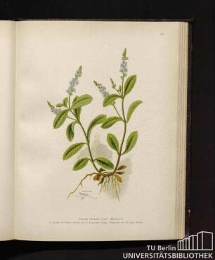 Veronica officinalis Linné. Ehrenpreis.