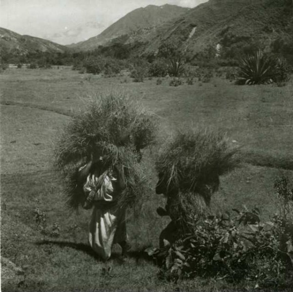 Indo women drag bundles of grass to cover the house