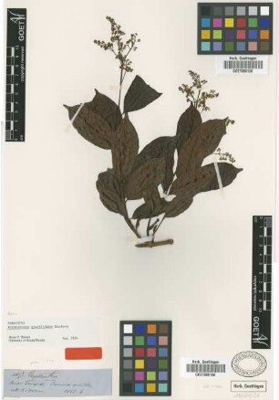 Forsteronia graciloides Woodson [paratype]