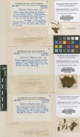 Bartramia halleriana Hedw.