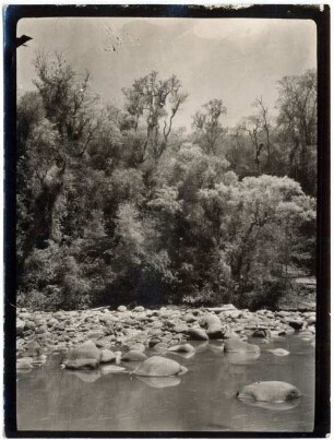 Regenwald in Südost-Bolivien, Motovi