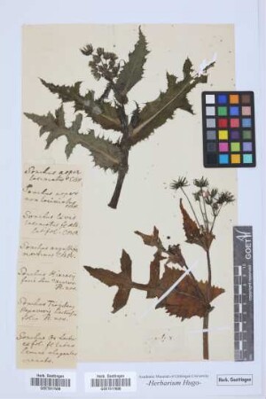 Sonchus