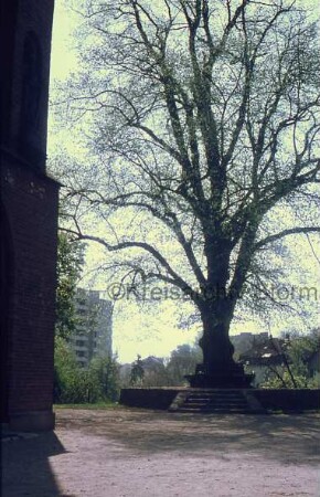 Kirchberg: rechts Baum mit umlaufender Bank auf Sockel: vorn links Ecke der Peter-Paul-Kirche: hinten links Hochhaus "Liebe": hinten rechts Villen an Kurparkallee