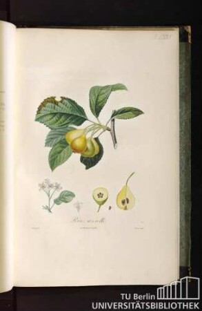 Pl. LXXII. Poire azérolle.