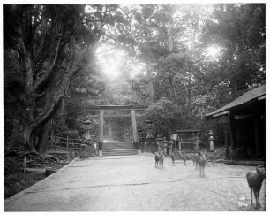 Zahme Rehe am Eingang zum Kasuga-Schrein in Nara : Weltreisen. Zahme Rehe am Eingang zum Kasuga-Taisha Schrein in Nara. Ansicht mit Torii und Steinlaternen