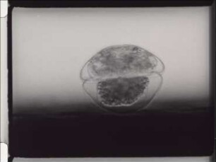 Morphogenesis and Reproduction of Shelled Amoebae (Testacea)