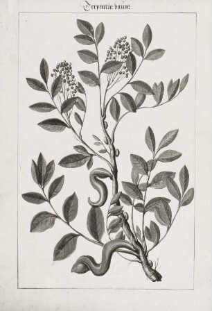 Terpentin baum, Seite 5