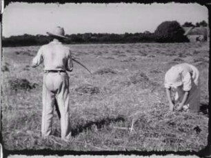Ernte im Land Angeln (Schleswig) 1947