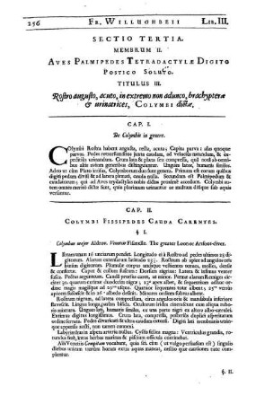 Cap. II. Colymbi Fissipedes Cauda Carentes