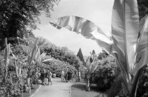 Mainau, Insel Mainau: Parkweg unter Bananenstauden