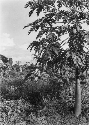 Vegetationsansicht : Baum mit Früchten