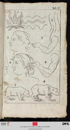 Tab. V [Feuer, Kopf (Profil), Arm, Bär; (Kontur-Schraffur)]