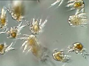 Meeresplankton - Crustacea (Krebse)