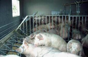 Fotografie: Mastschwein, Gruppenhaltung