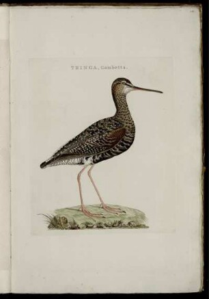 Tringa, Gambetta. [bis] Tringa, Macularia et Varia.