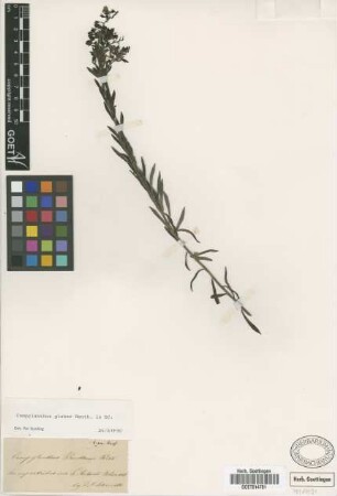 Campylanthus benthami Webb.