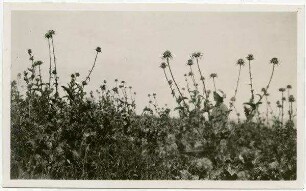 Silybum marianum. Kapernaum. [Kafarnaum]