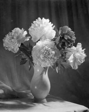 Blumen in Vasen. Pfingstrosen in einer bauchigen Vase