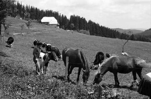 Pferde und Kühe mit Kindern auf einer Koppel am Rinken