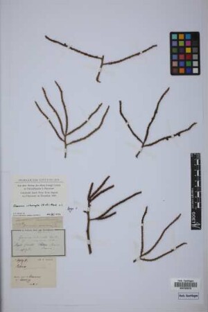 Geonoma mexicana Liebm. ex Mart.