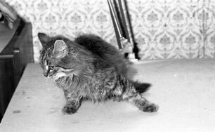 Bund gegen den Missbrauch der Tiere. Suche nach einem neuen Zuhause für das Kätzchen "Püppi"