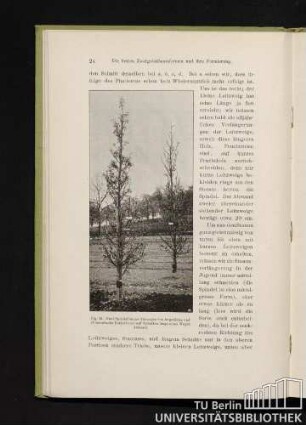 Fig. 12. Zwei Spindelbäume (Herzogin von Angoulême und Blumenbachs Butterbirne) auf Rabatten längs eines Weges stehend.