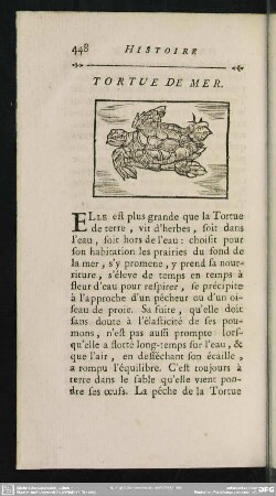 Tortue De Mer