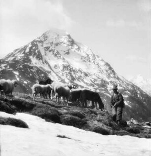 Schafherde und Schäfer im Ötztal