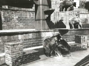 Leipzig, Bären im Zoologischen Garten : Leipzig. Zoologischer Garten. Bärenburg. Mit Braunbären (Ursus arctos) besetzte Bühne. Balgende Jungbären