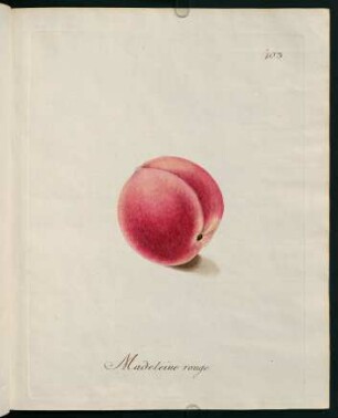 Madeleine rouge
