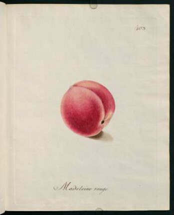 Madeleine rouge