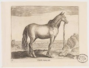 Pferd Thessalus