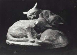Ruhende Katzen