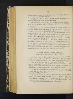 33. Quecke, gemeine, Tríticum repens L. (Agropýrum repens Gaertn.). (Tafel VIII, 6.)