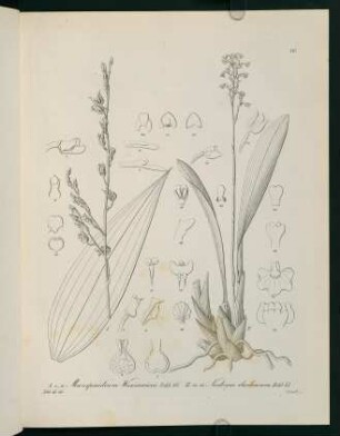 16r-16v, Mesospinidium Warscewiczii...