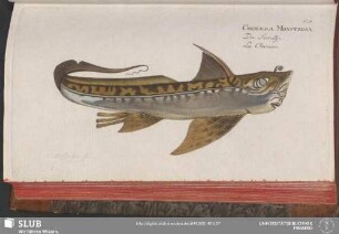124. Chimaera Monstrosa