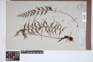 Asplenium praemorsum
