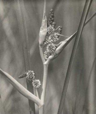 Ästiger Igelkolben : Königswartha, Ästiger Igelkolben (Sparganium erectum), (Sparganum ramosum).