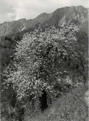 Verdasio im Centovalli, Frühling