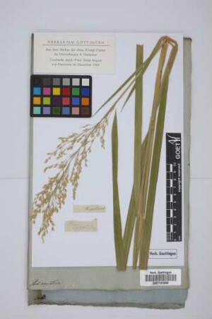 Poa aquatica