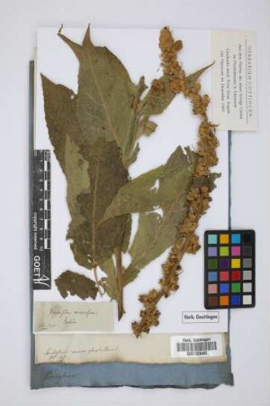 Verbascum nemorosum Schrad.