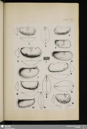 Tafel XVII