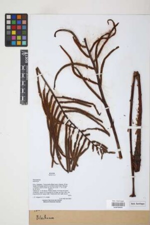 Blechnum