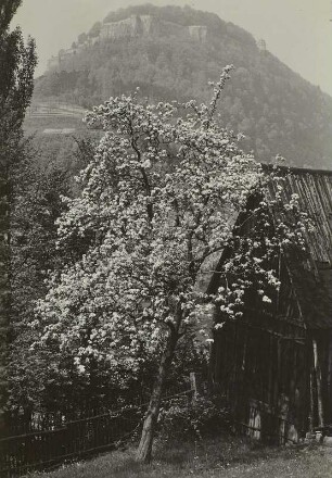 Festung Königstein