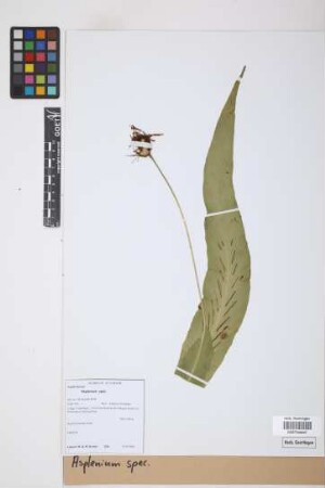 Asplenium spec.
