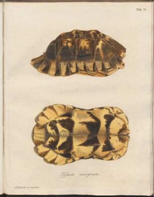 Tab. XI: Testudo marginata